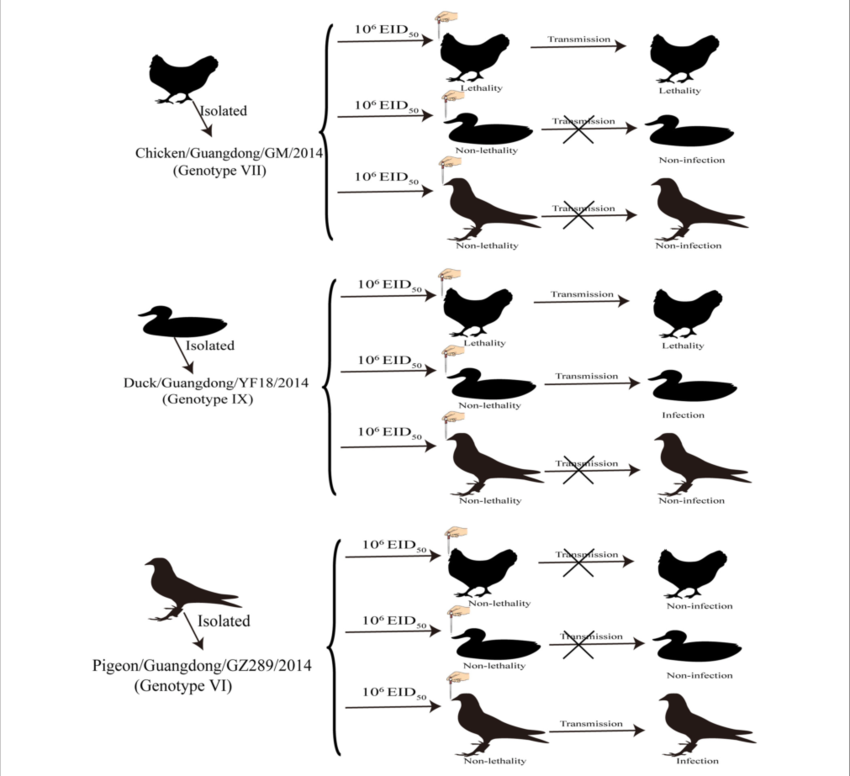 Transmission Studies Of Ndv In Chickens, Ducks And - Chicken (850x776), Png Download