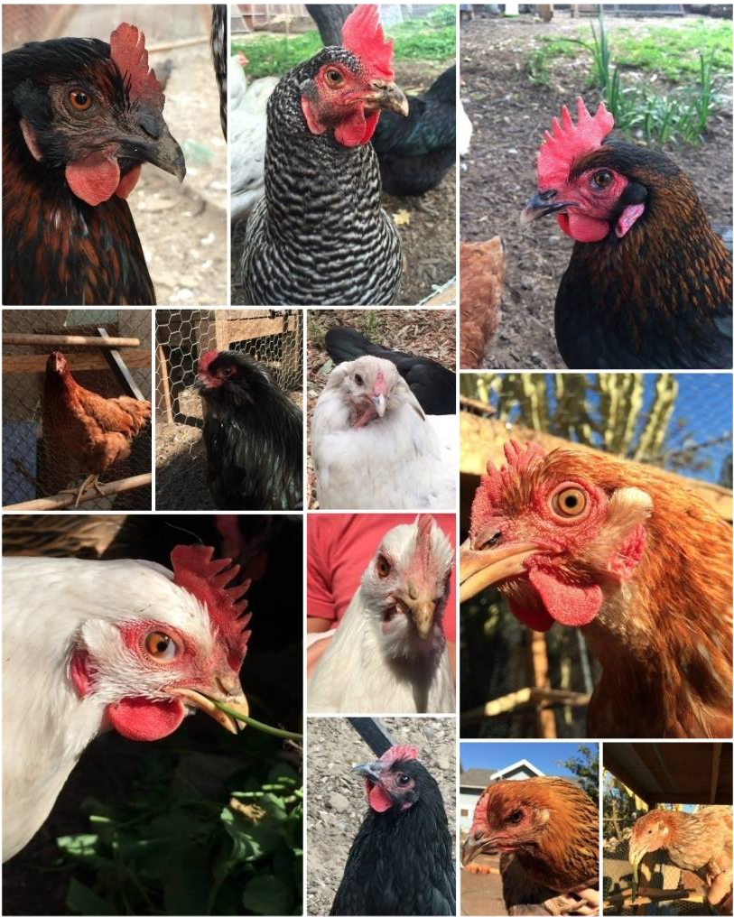Rooster (938x1133), Png Download