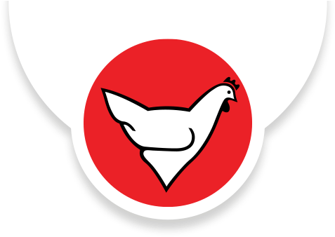 Rainbow Chickens - Rainbow Chicken Production (504x344), Png Download