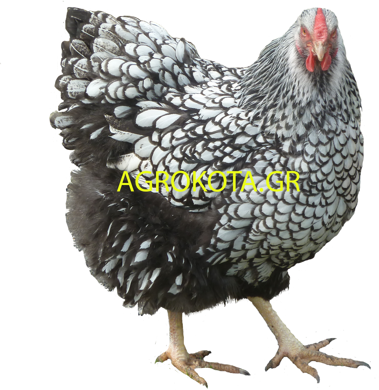 Png Chicken Image - Chicken (1600x1424), Png Download