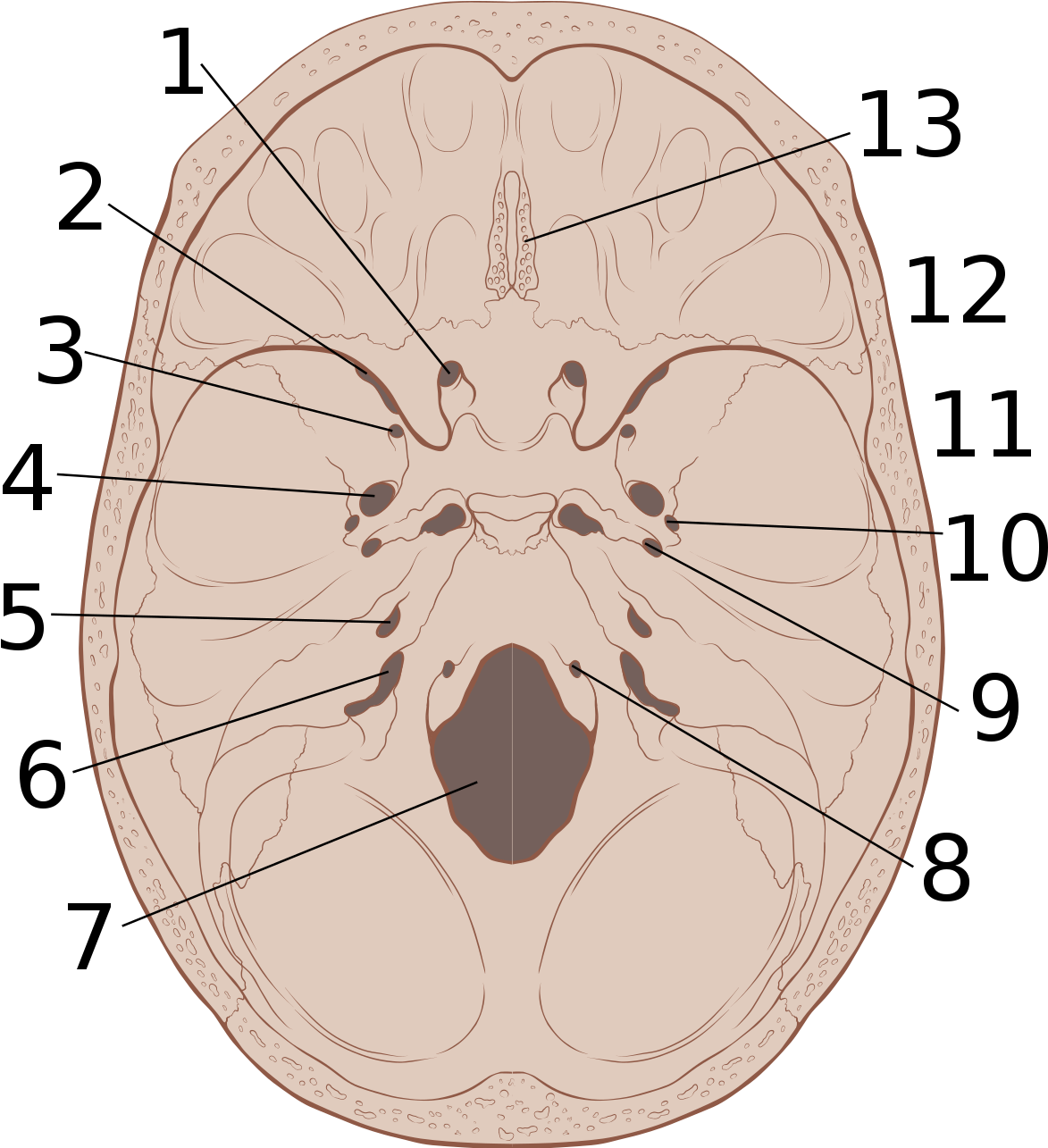 Skull Base (1200x1284), Png Download