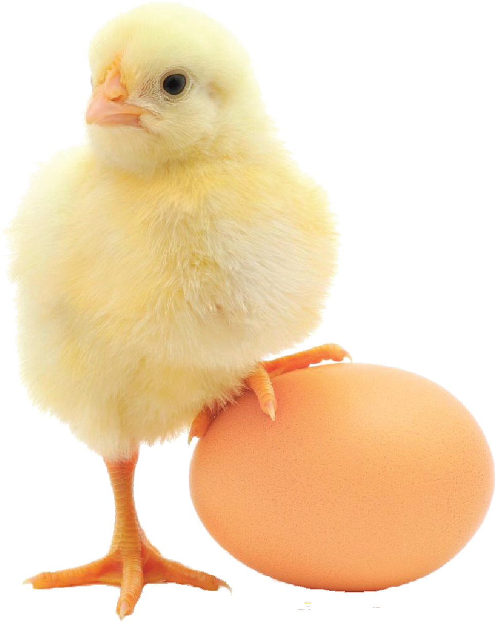 Atlantic Poultry Inc - Bioactive Peptides In Egg (973x1244), Png Download