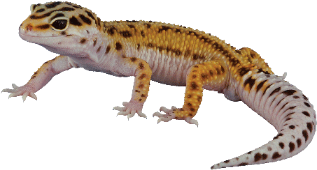 The Exception To The Rule - Leopard Gecko No Background (500x500), Png Download