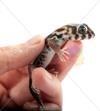 Gekos As Pet (340x378), Png Download