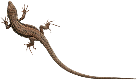 Gecko - Alligator Lizard (445x355), Png Download