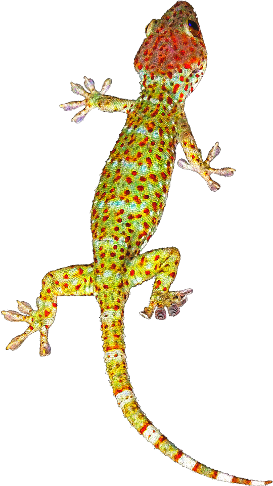 Geckos Background Png - Tokay Gecko Journal: 150 Page Lined Notebook/diary (576x1024), Png Download