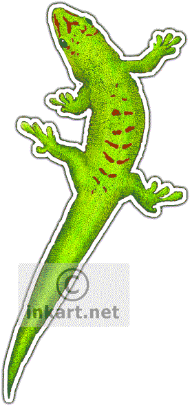 Giant Day Gecko Decal - Phelsuma (276x590), Png Download