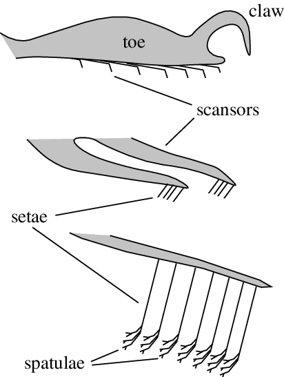 Generalized Structure Of An Adhesive Gecko Foot - Gecko Feet (412x546), Png Download