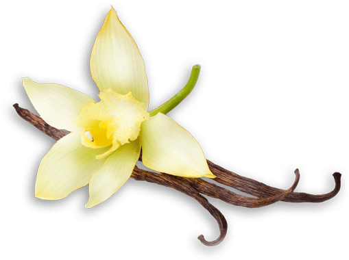 Related Wallpapers - Vanilla Bean Flower (521x402), Png Download