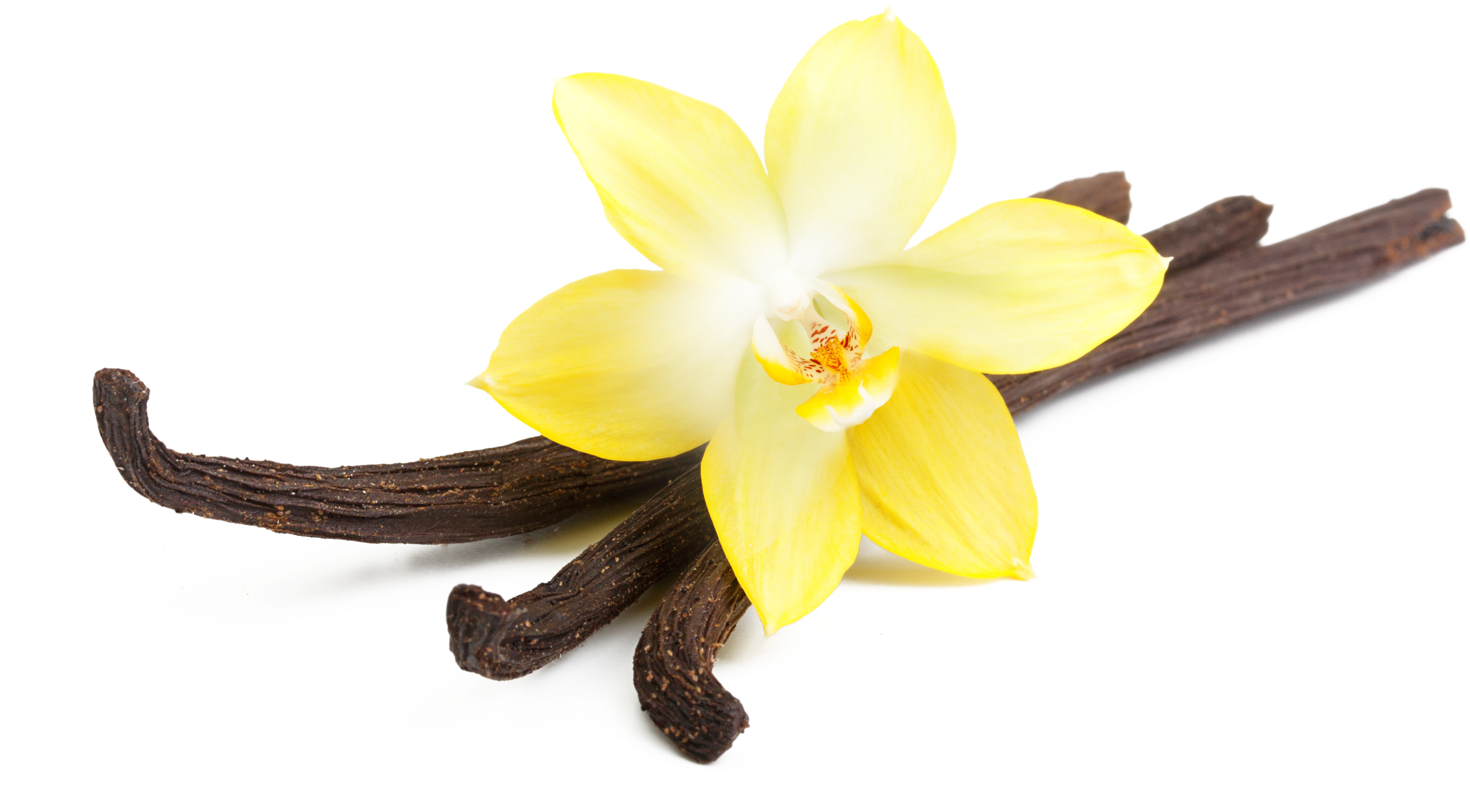 28 Collection Of Vanilla Clipart Transparent - Rise 'n Shine Online (8 Oz) Vanilla Whipped African (4272x2848), Png Download