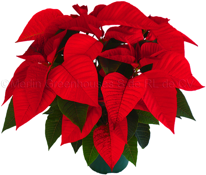 Flower Crown Snapchat Png Flor De Noche Buena Png Free Transparent