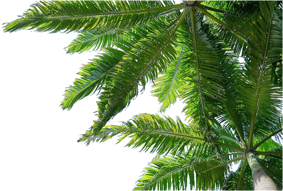 Aislado, Palmeras, La Naturaleza - 야자수 Png (503x340), Png Download