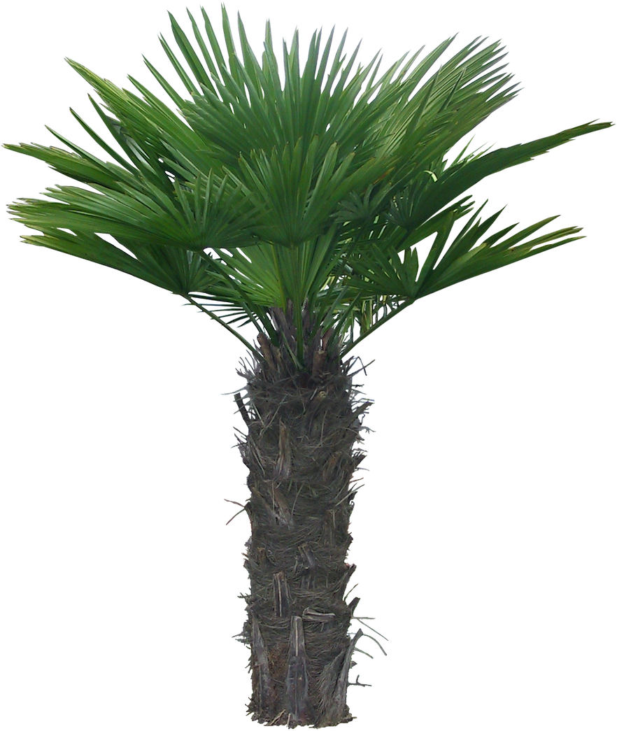 Arboles, Jardines Y Palmeras Png - Palm Tree Animation (1371x1600), Png Download