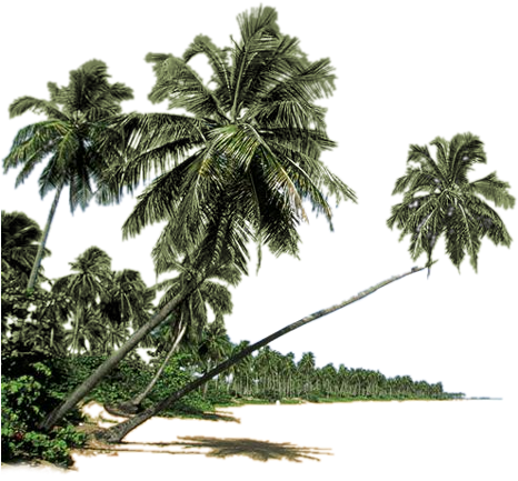 Palmera Png - Paurotis Palm (465x450), Png Download