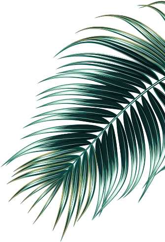 Reforestation Chart - Roystonea (500x500), Png Download