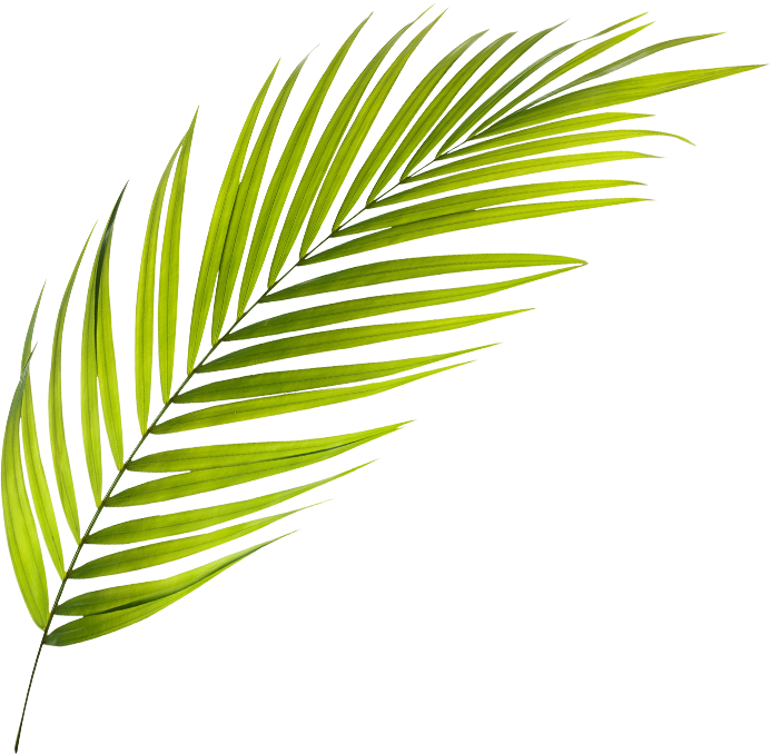 P Palmera Aboutus Palmas Aboutus - Tree (693x678), Png Download