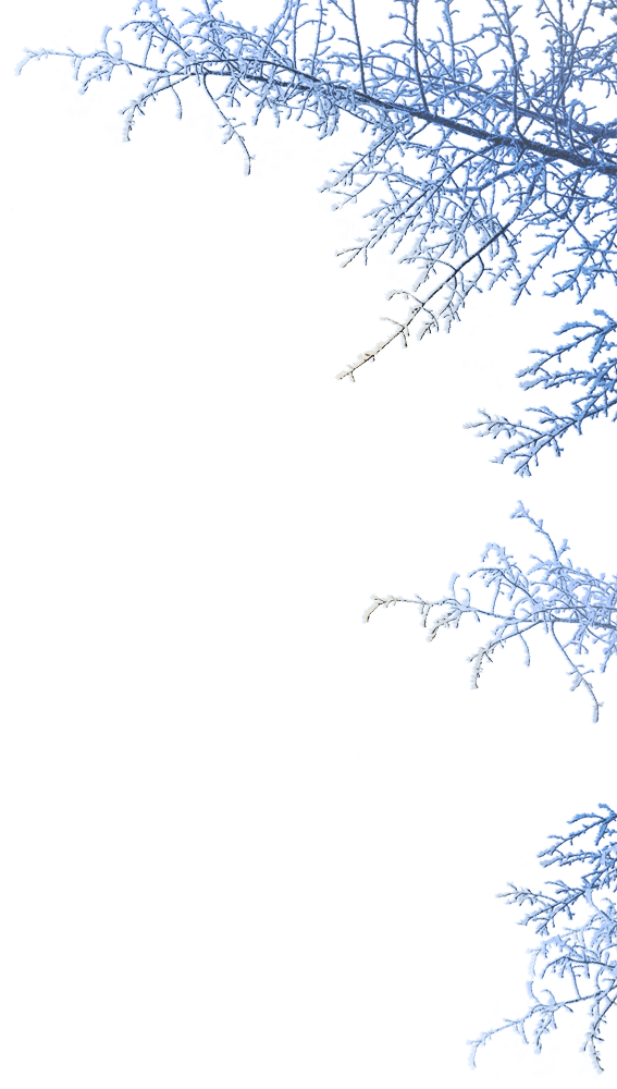 Opens Thurs 22 Nov At 4pm - Winter Png (567x1000), Png Download