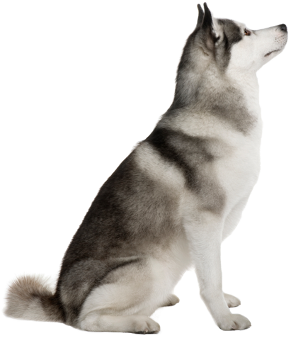 Dog Sitting Png - Dog Sitting Looking Up (411x477), Png Download