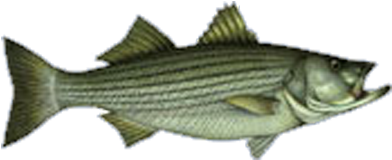 7am -1230pm Jigging Stripers/blues - Morning (550x400), Png Download