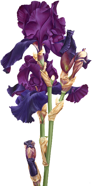 Iris - Ирисы На Прозрачном Фоне (332x655), Png Download