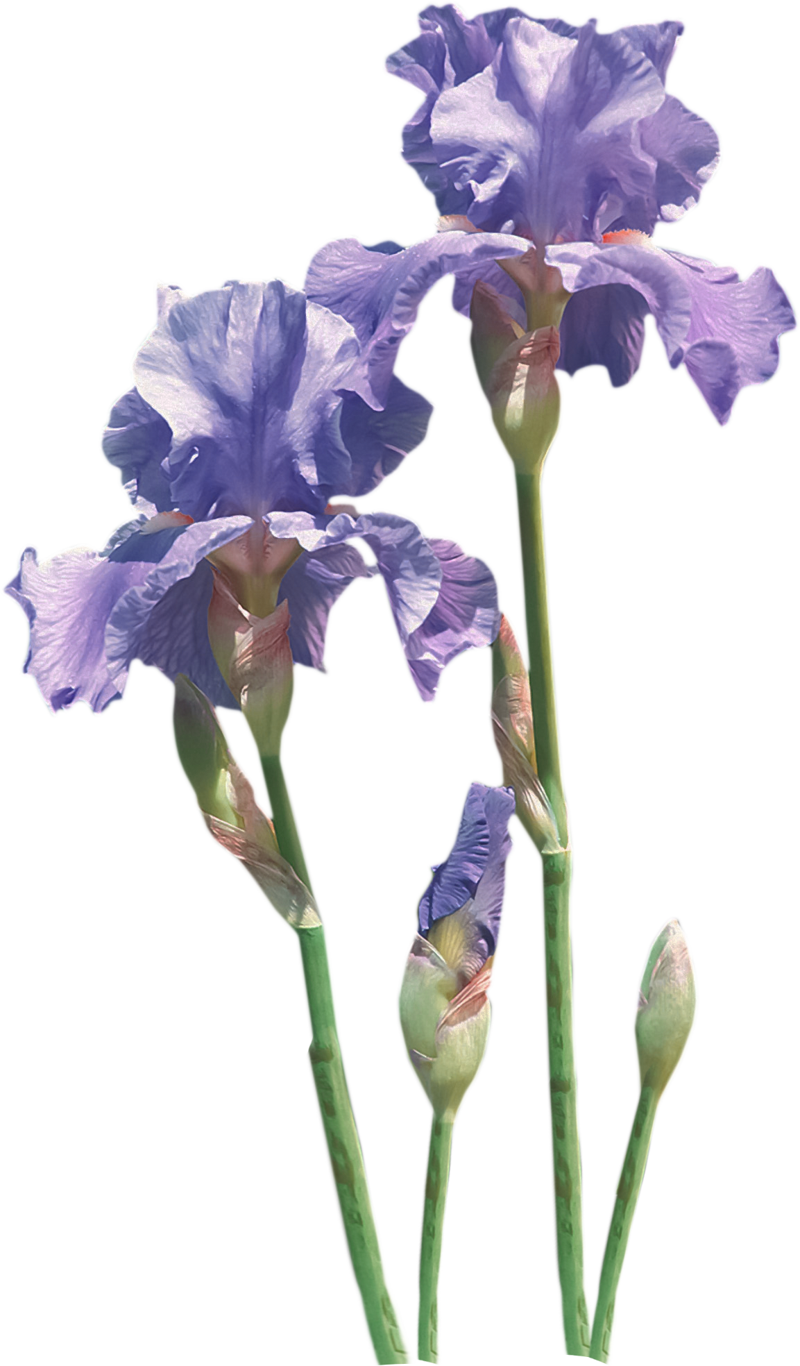 Flower Common Poppy Iris Transprent Png Free - Irises (1153x1968), Png Download