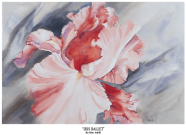 Iris Ballet - Northern Promotions Framed Art - Iris Ballet By Mac (600x484), Png Download