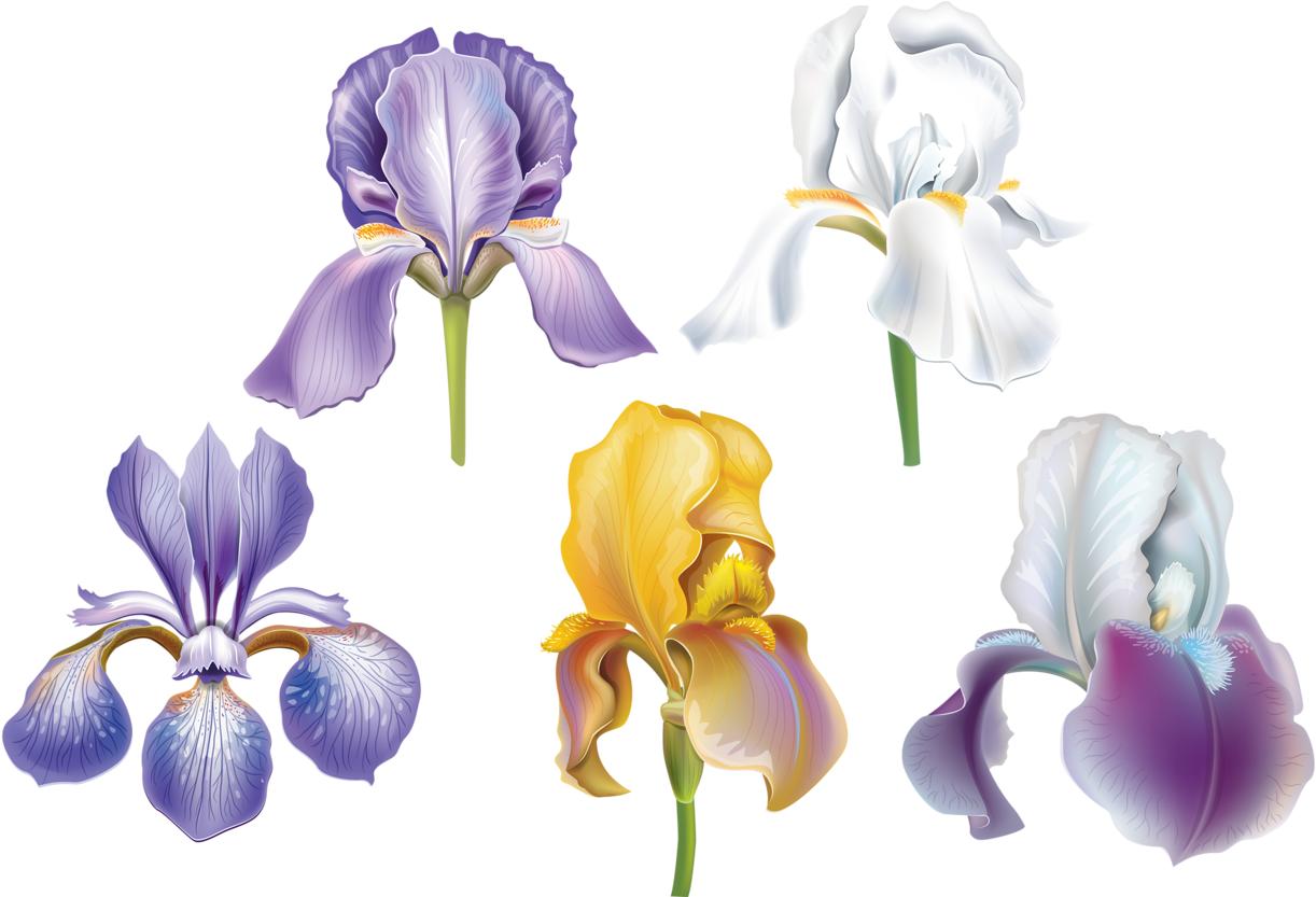 Set Of Flowers Png And Soloveika - Iris Albicans (1280x832), Png Download