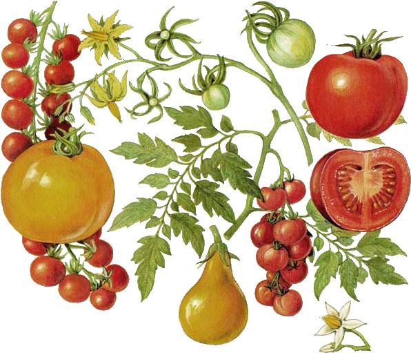 Tomate - Tomato Botanical Print (600x545), Png Download
