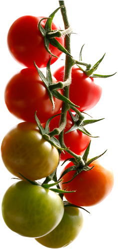 Sagami Savoura Biologico Serres Tomates Biologique - Serres Du St-laurent Inc (les) (285x500), Png Download
