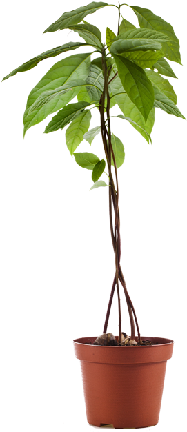 Planta De Aguacate - Avocado In Flower Pot (375x649), Png Download