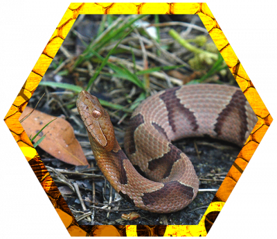 Copperhead Snakes - Northern Copperhead (400x344), Png Download