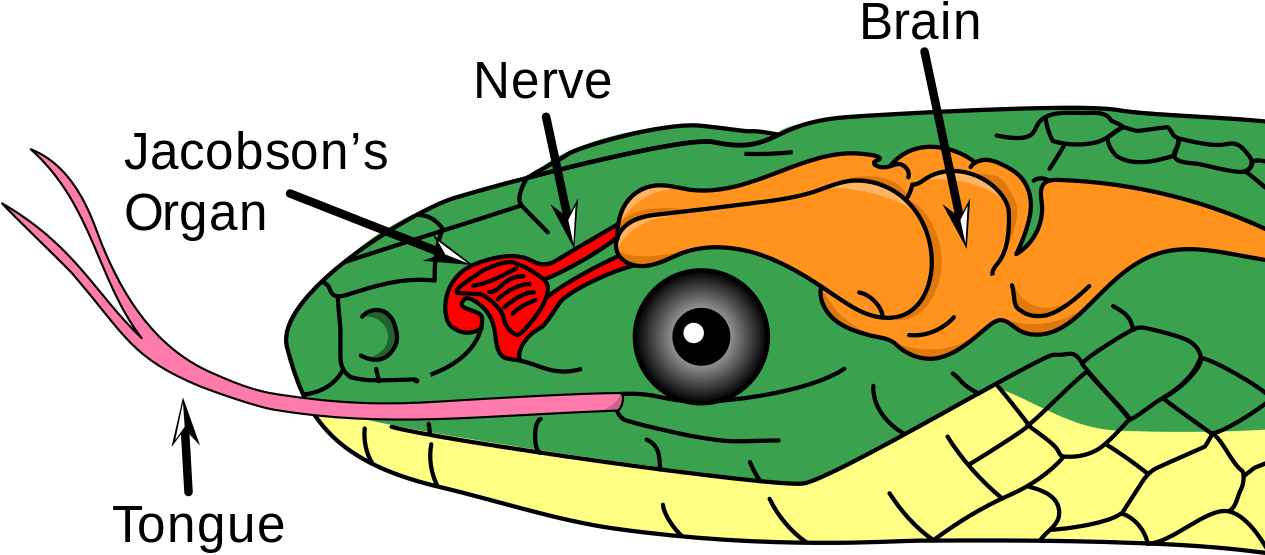 Color Illustration Of A Snake's Head, Showing Jacobson's - Organ Jacobson (1280x661), Png Download