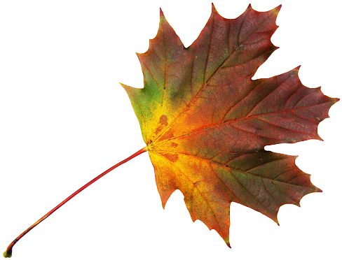 Maple, Journal, Maple Leaf, Free, Autumn, Colorful - Ahornblatt Png (640x480), Png Download