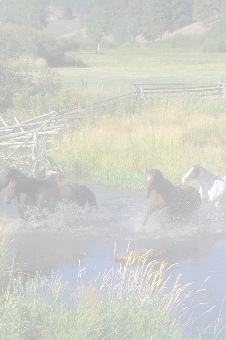 Horse - Running With Horses: A Story Of Love (720x1084), Png Download