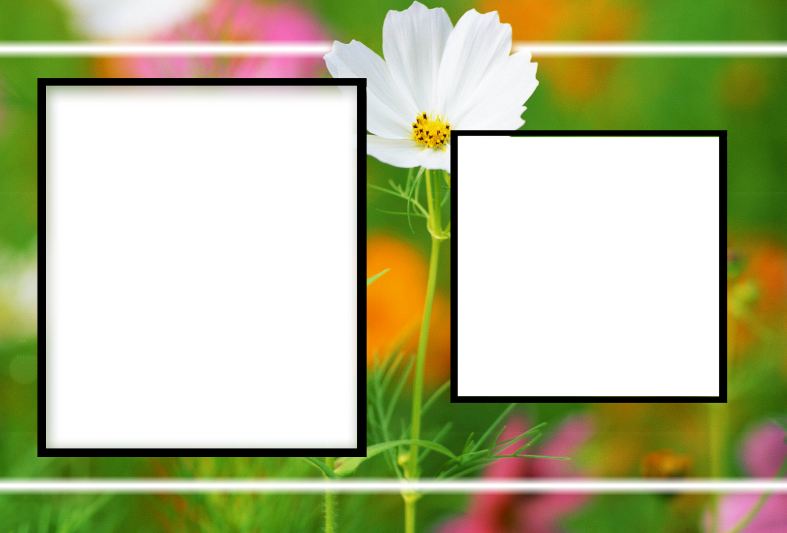 Albums Frames Engagement Frames Love Frames Marriags - Birthday Flower Frame Png (1600x1084), Png Download