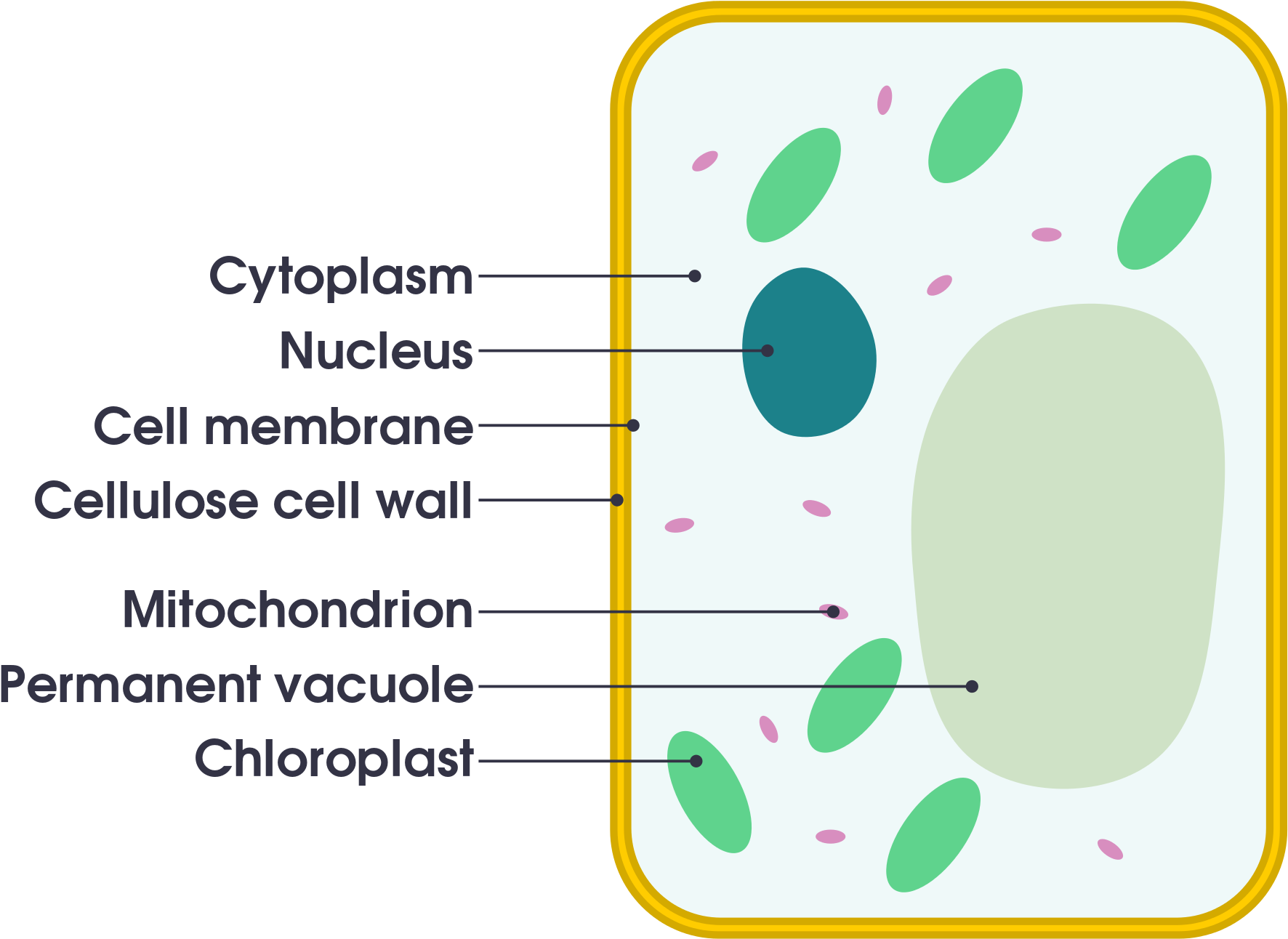 Download File Plant Cell Vs Animal Cell Simple Png Image With No