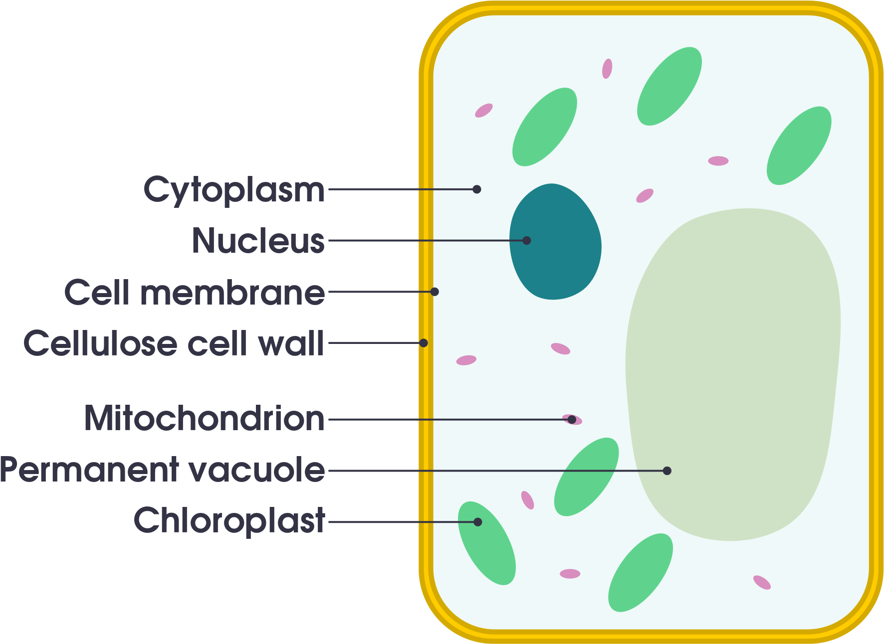 Cell