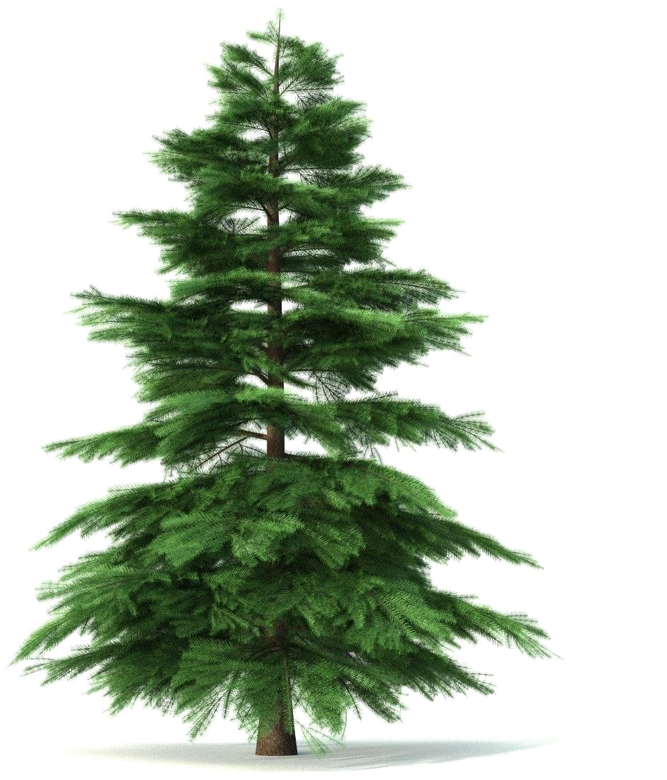 Fir-tree Png Pic - Petit Sapin (1200x1200), Png Download