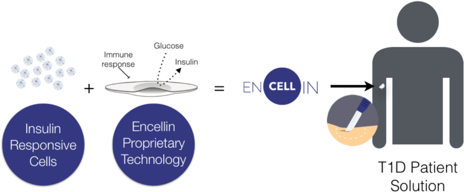 Encellin - Circle (1000x403), Png Download