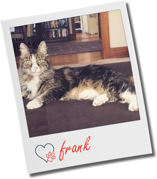 Personal - Kitten (667x667), Png Download