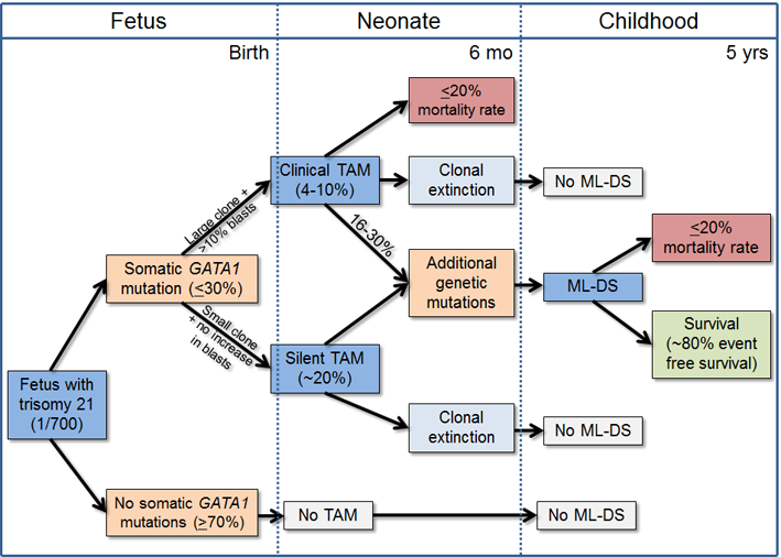 Natural History Of Transient Abnormal Myelopoiesis - Diagram (709x506), Png Download