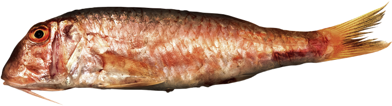 Red Mullet, Striped Mullet - Striped Red Mullet (1056x616), Png Download