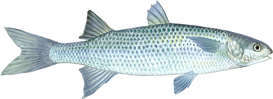 Mullet Fish Pictures Transparent (1200x501), Png Download