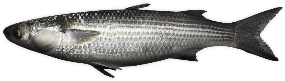 Grey Mullet - Thicklip Grey Mullet (1056x616), Png Download