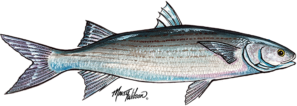 Mullet - Mullet Fish Drawings (595x213), Png Download