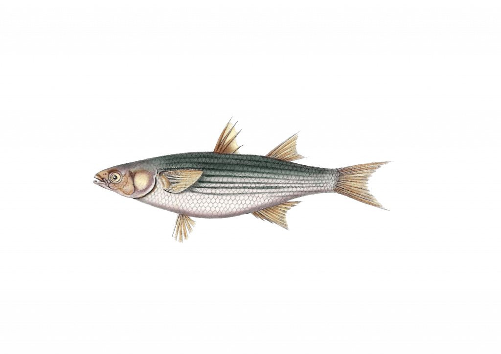 Golden Grey Mullet (1024x724), Png Download