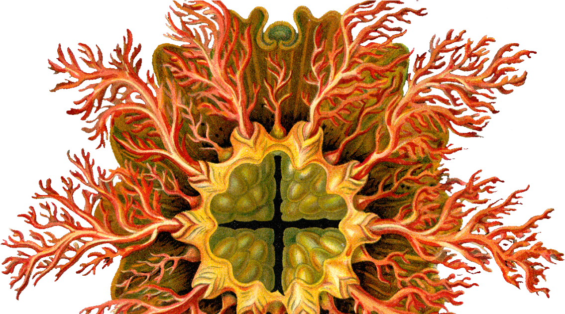 Drawing Trippy Nature Art Sci Ernst Haeckel Picture - Ernst Haeckel (1200x630), Png Download