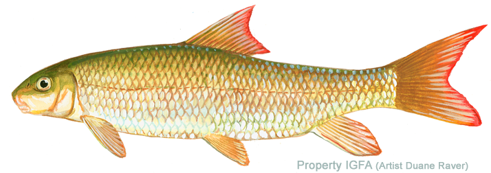 Catostomidae Family - Shorthead Redhorse (720x251), Png Download