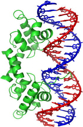 Parts Of Modern Dna - Helix Turn Helix Super Secondary Structure (300x441), Png Download