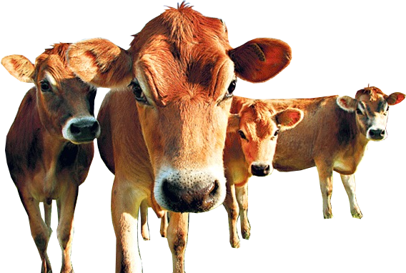 Heys Tripe - European Farming (568x382), Png Download